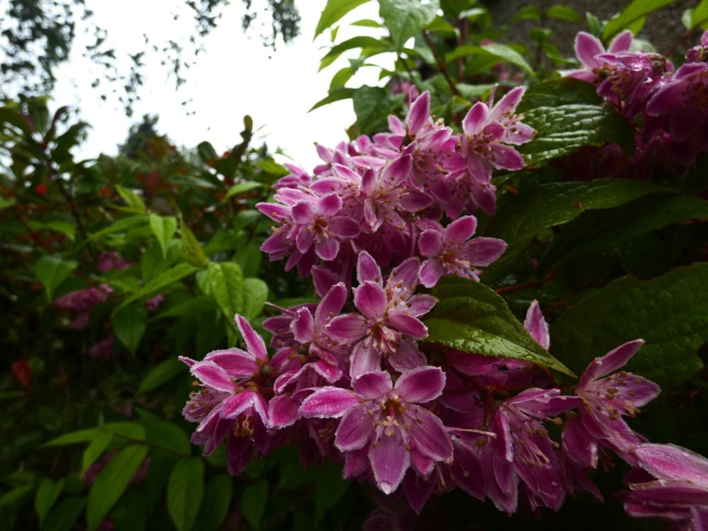 Pink flowers