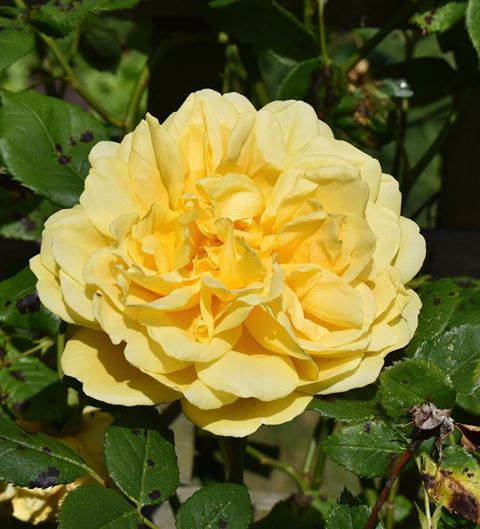 Yellow rose