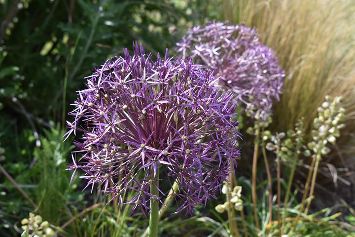 Purple spiky flowers