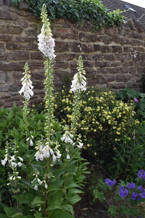 White foxgloves against a wall