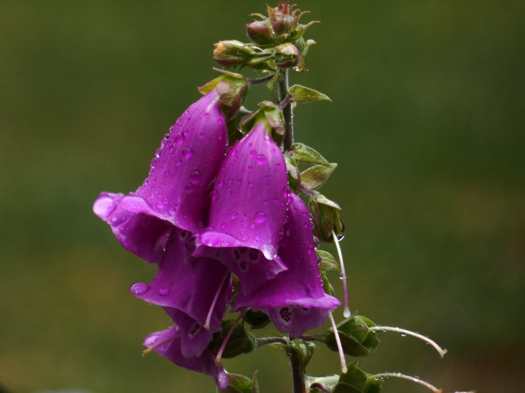 Purple foxgloves