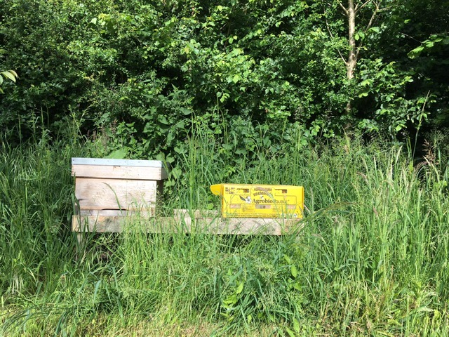 Bee hives in an orchard