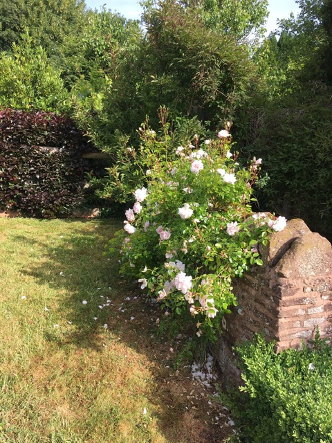 Pink roses rambling on a stone wall