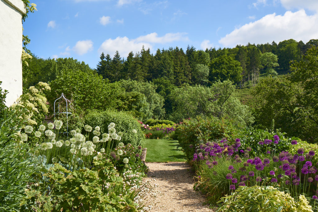 Path through garden with white and yellow flowers with view to trees in the distance