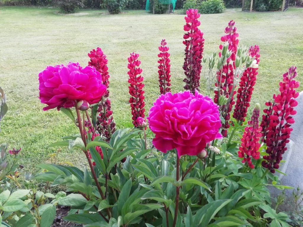 Pink flowers