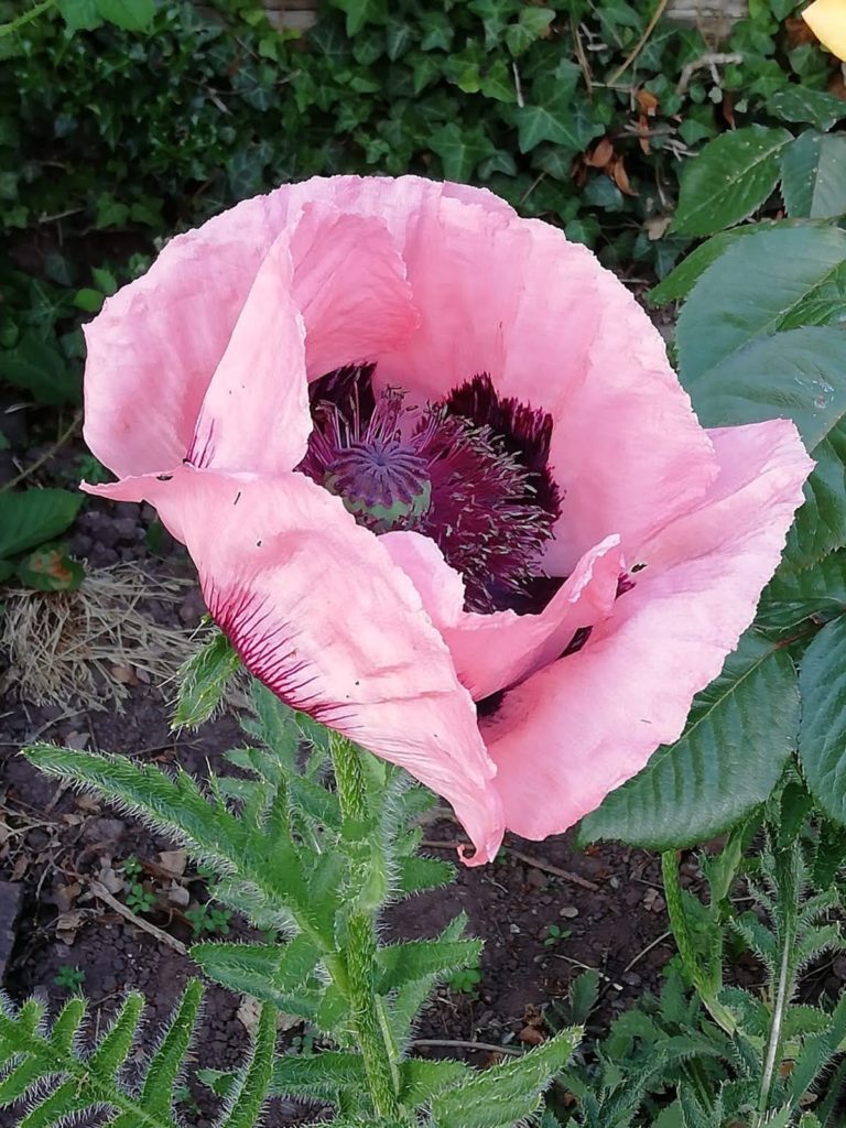 Pink flower