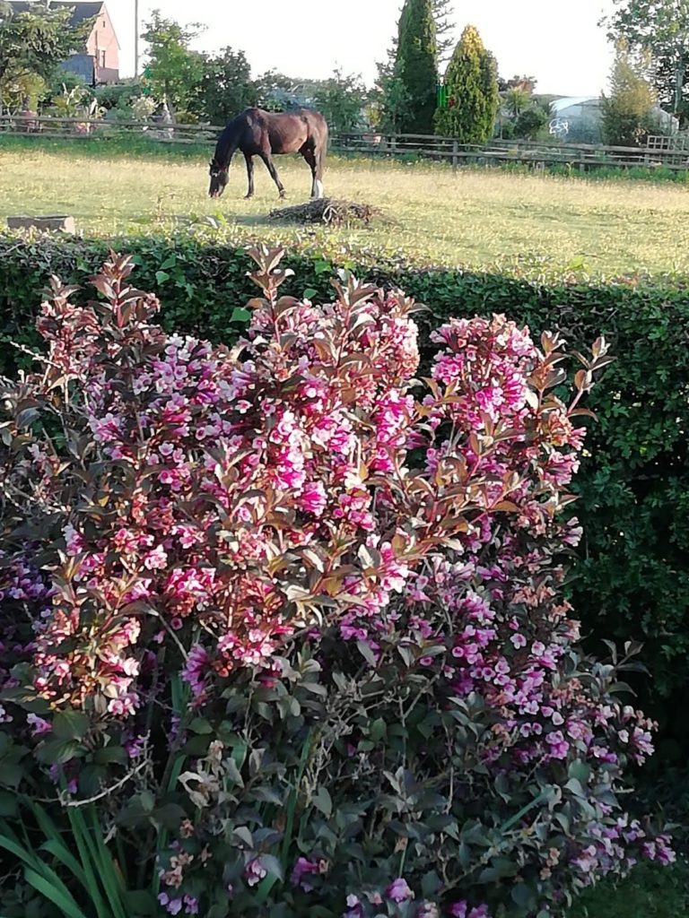 A horse in a field with pink flowers