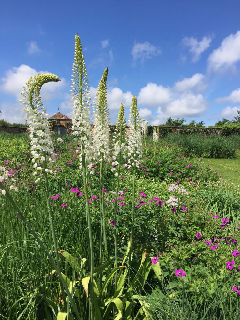 Tall white spiky flowers