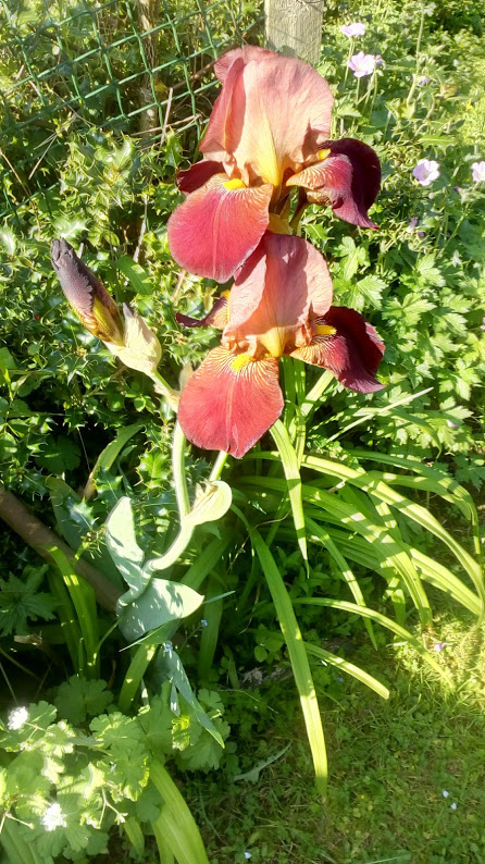 Red iris