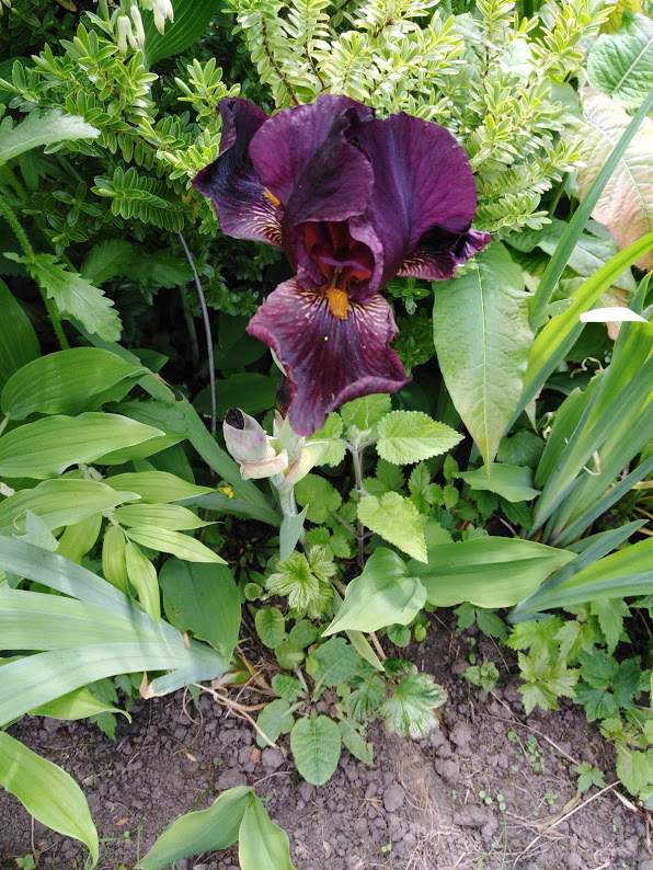 Dark purple iris