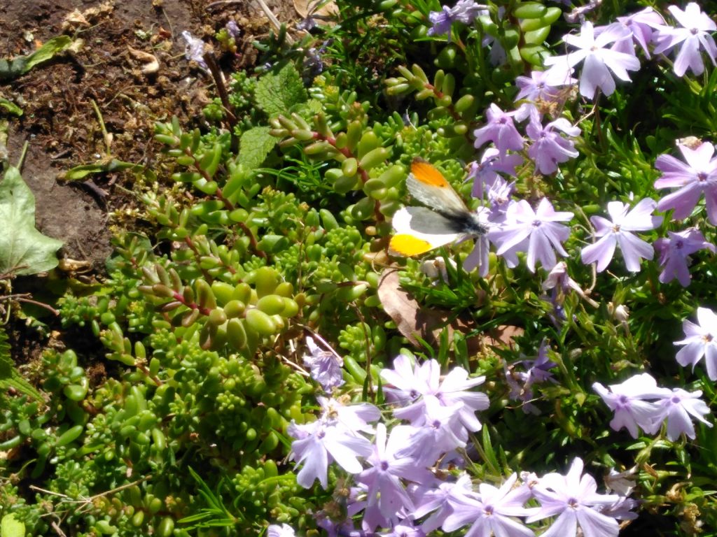 An orange and white butterly on lilac coloured flowers