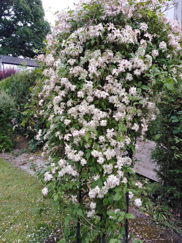 White clematis climbing an arbor