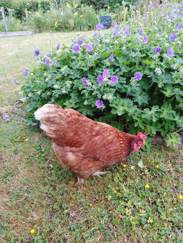 A brown chicken in front of purple geraniums