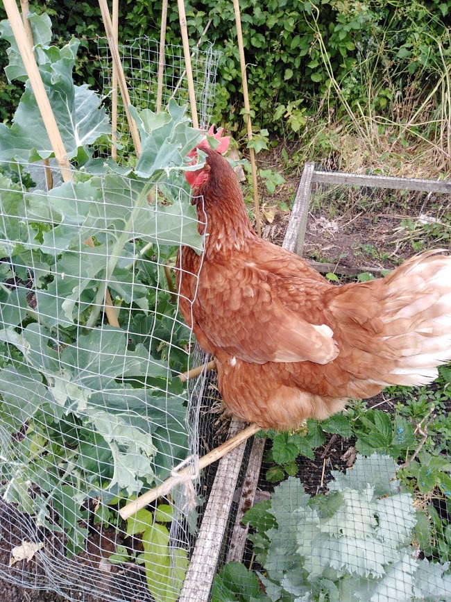 A brown chicken on a vegetable patch