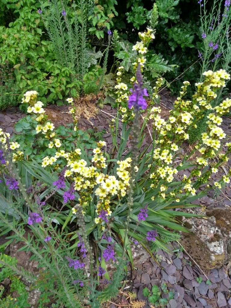 Yellow and blue flowers