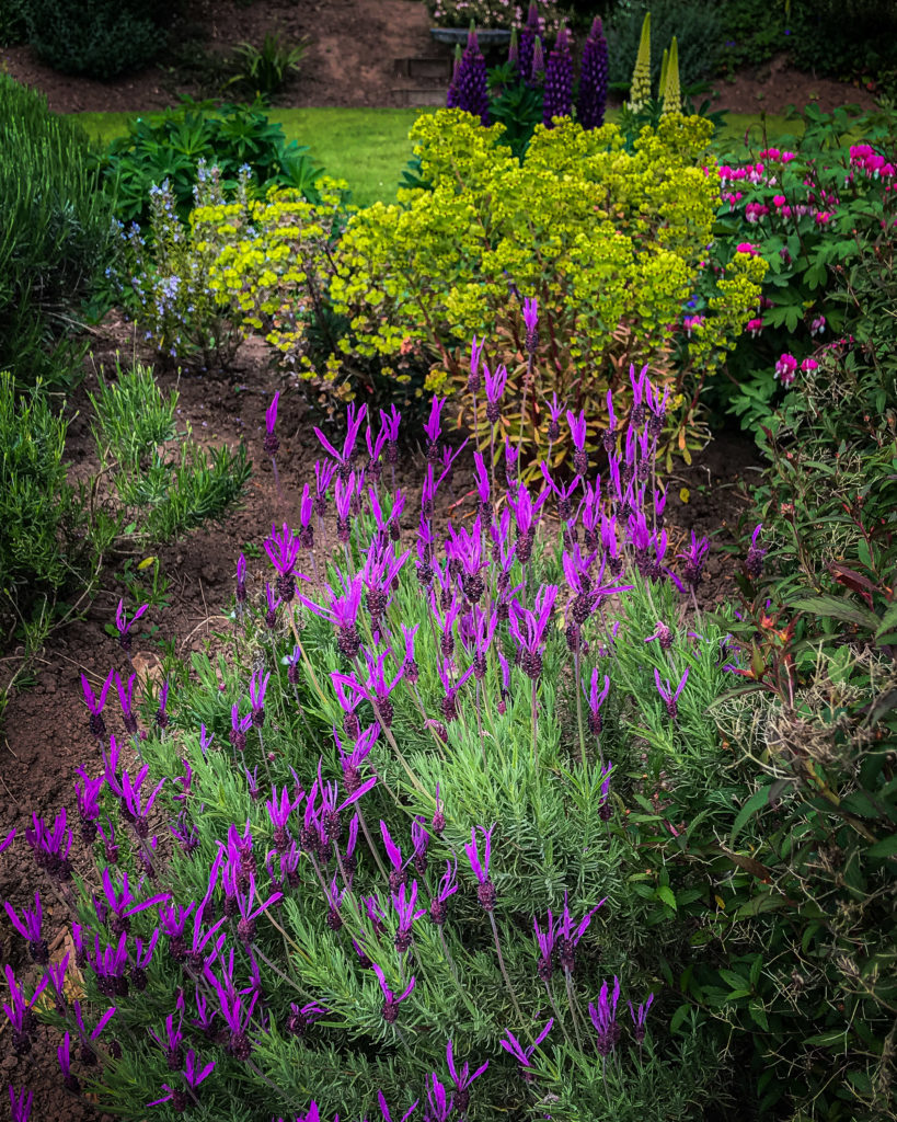 Lavender and lupins