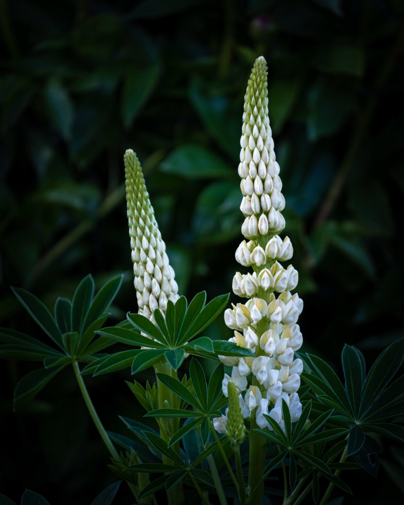 White lupins