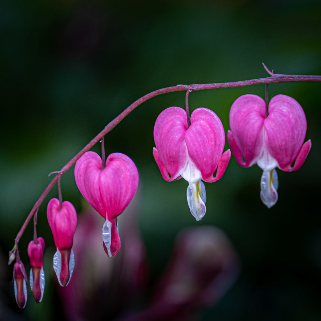 Pink flowers