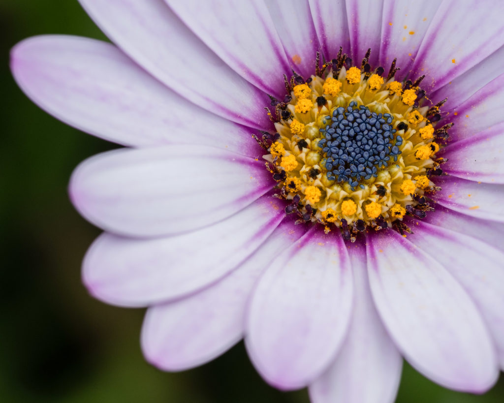 Pale pink daisy