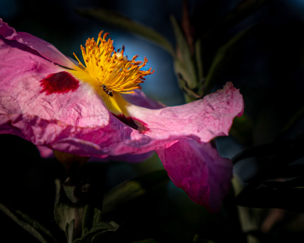 Pink flower with yellow centre and an insect