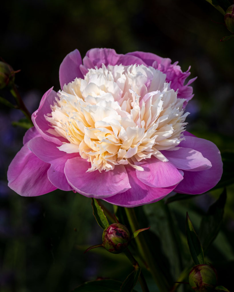 Pink and cream flower