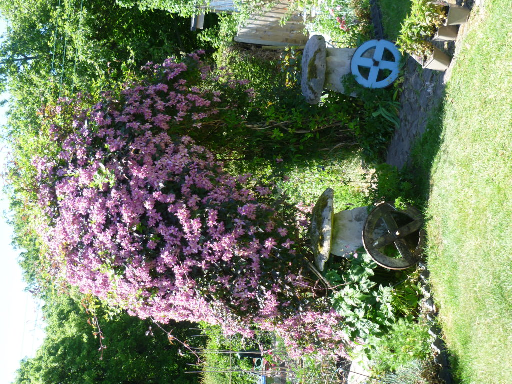 Pink flowers trailing over an arbor with two stone mushrooms