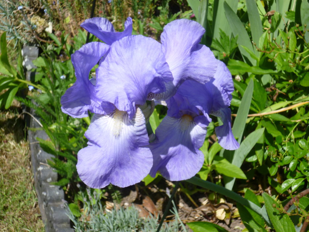 A purple flower