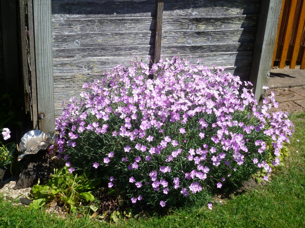 Pink flowers