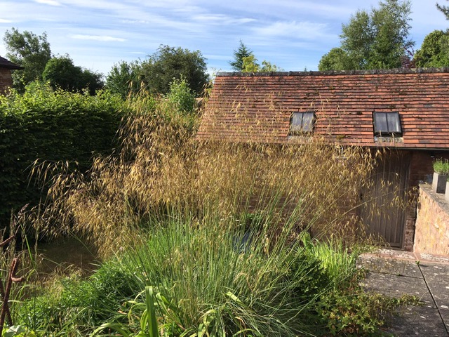 Ornamental grasses with a building behind