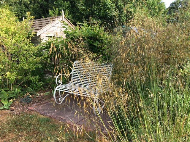 A bench and shed surrounded by ornamental grasses