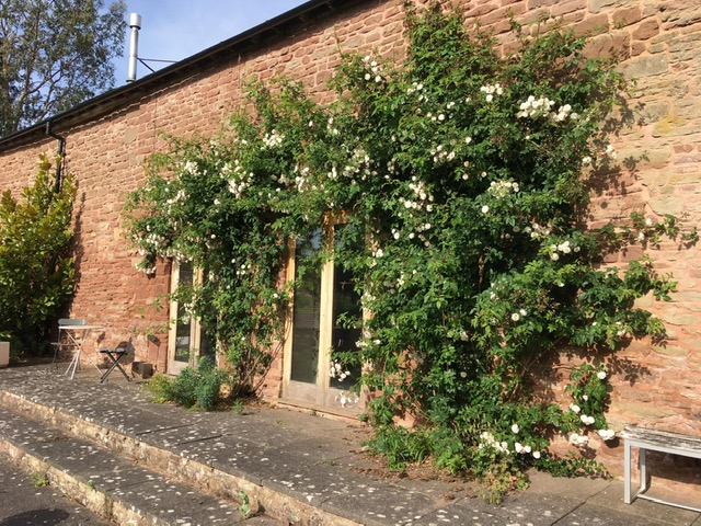 White climbing rose on the wall of a house