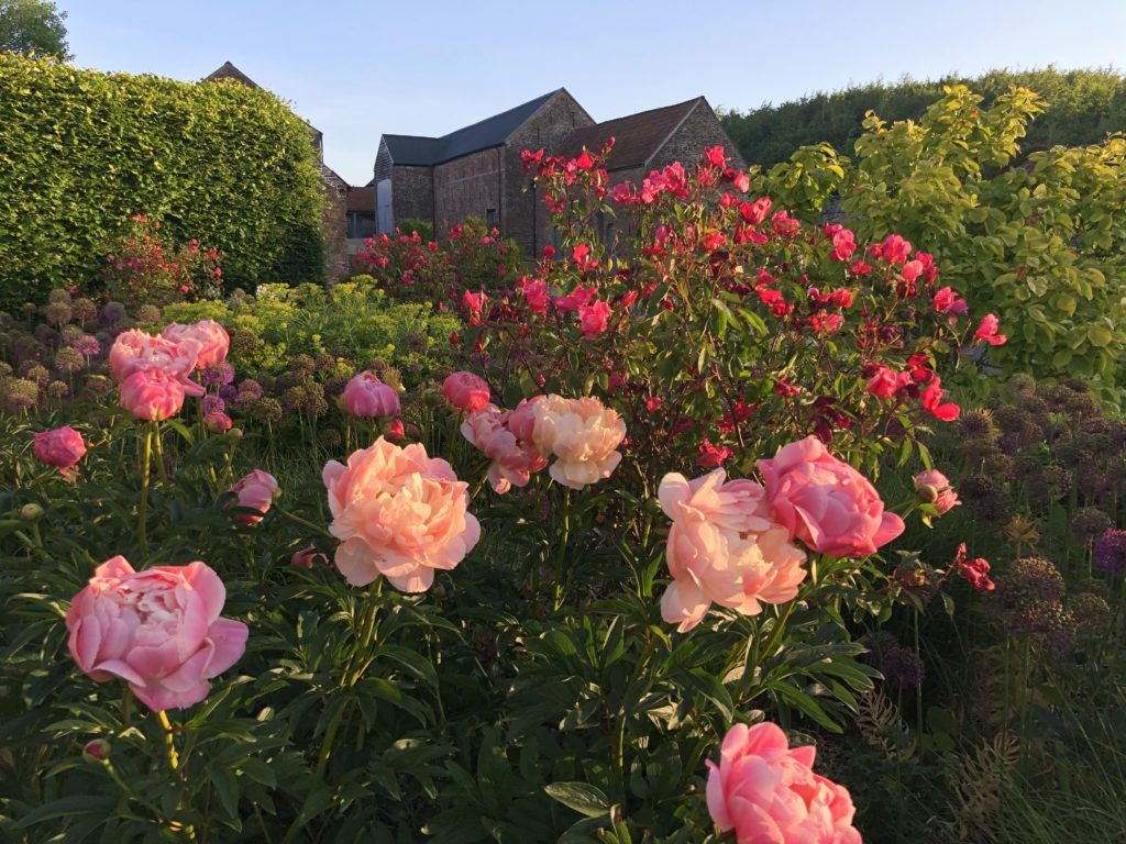 Pink roses