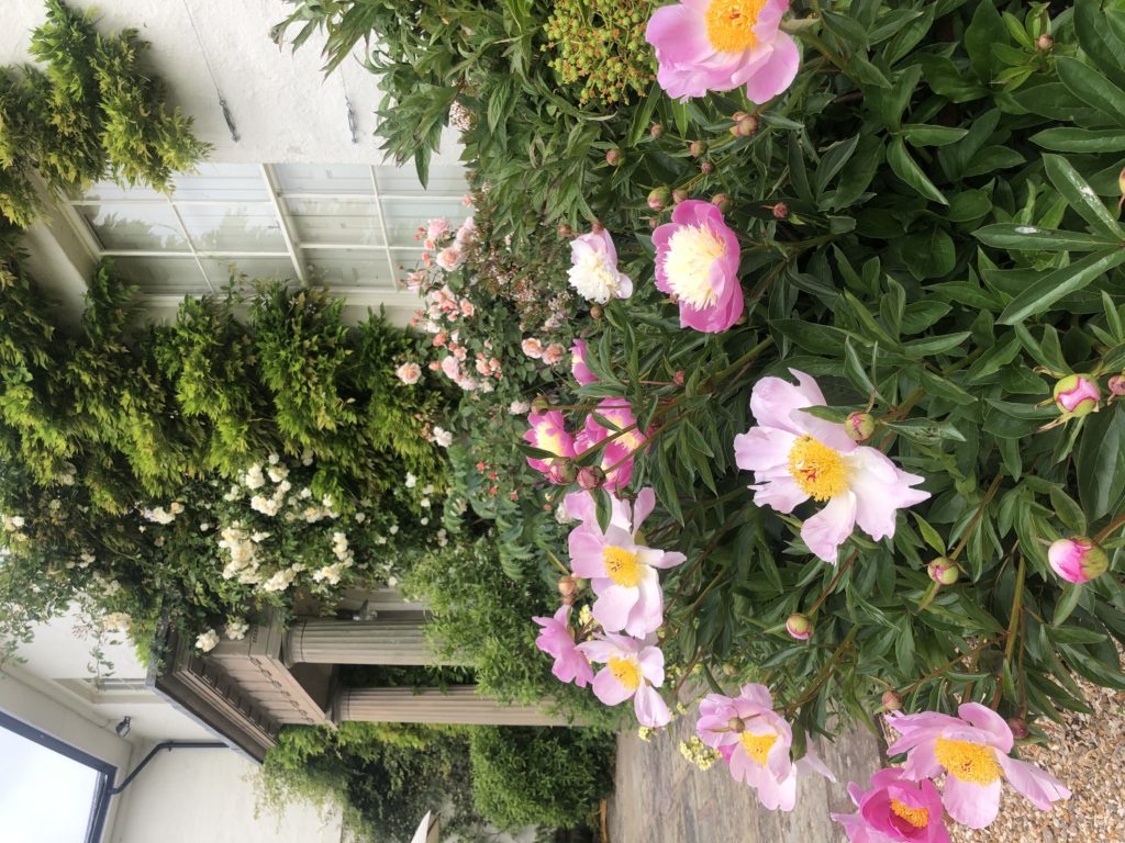 Pink peonies and roses growing up the side of a white house