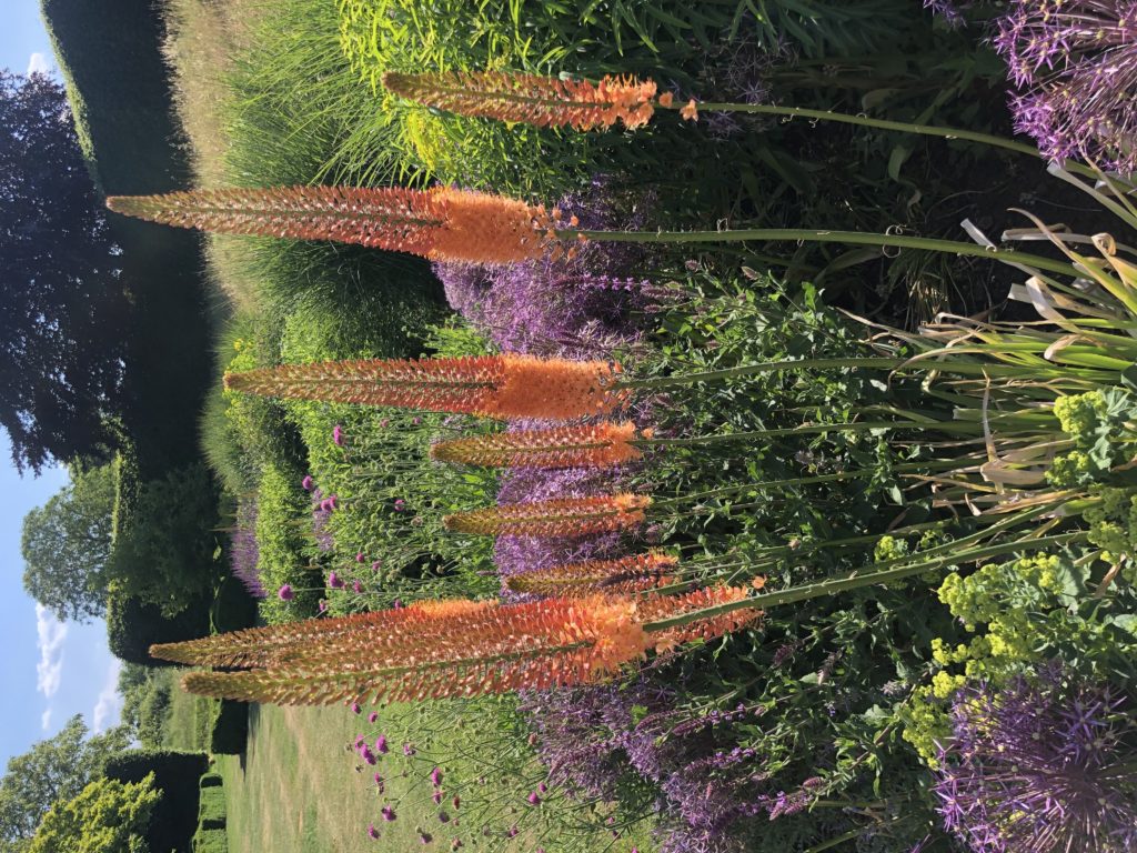 Red hot poker flowers