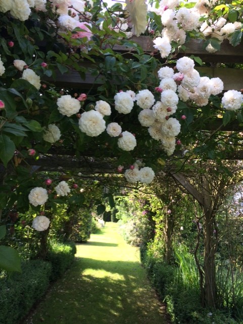 White roses trailing over an arbor