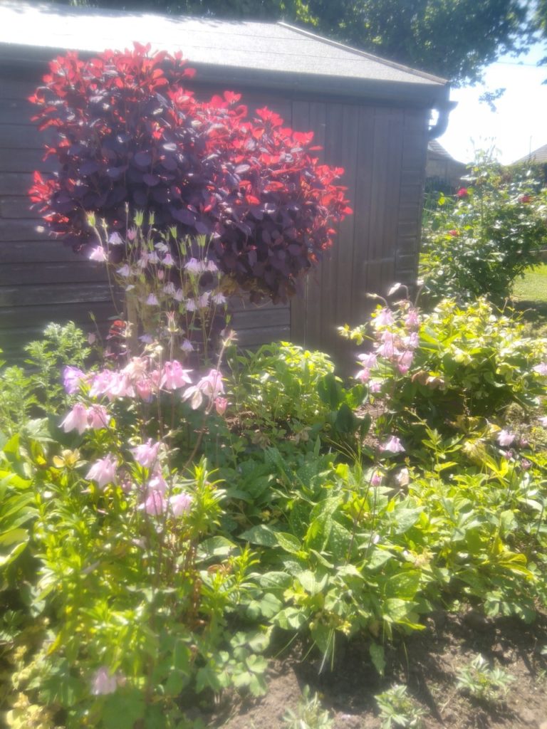 Pink flowers and a bush with dark red leaves