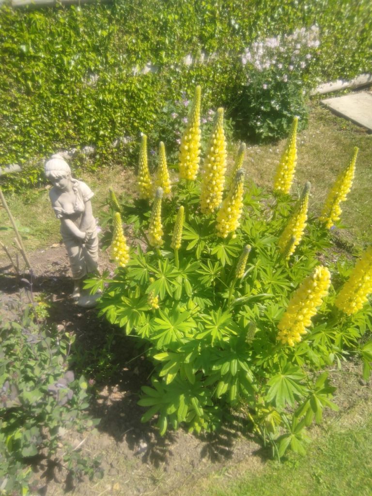 Yellow lupins and a statue of a girl