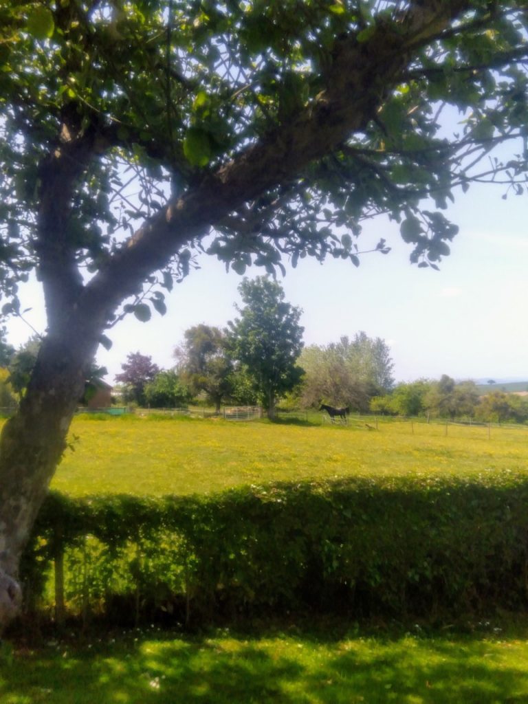 Horse in a meadow with trees