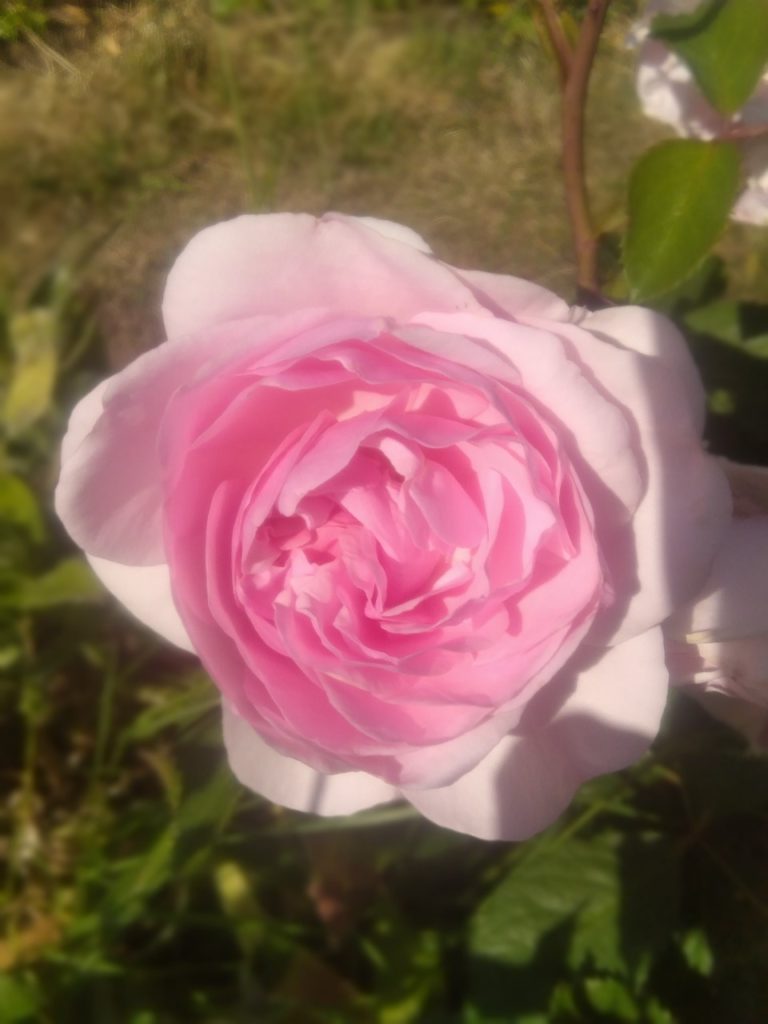 Pink rose