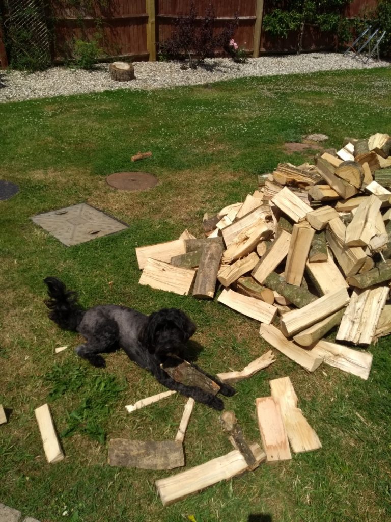 black dog and a pile of logs in a garden