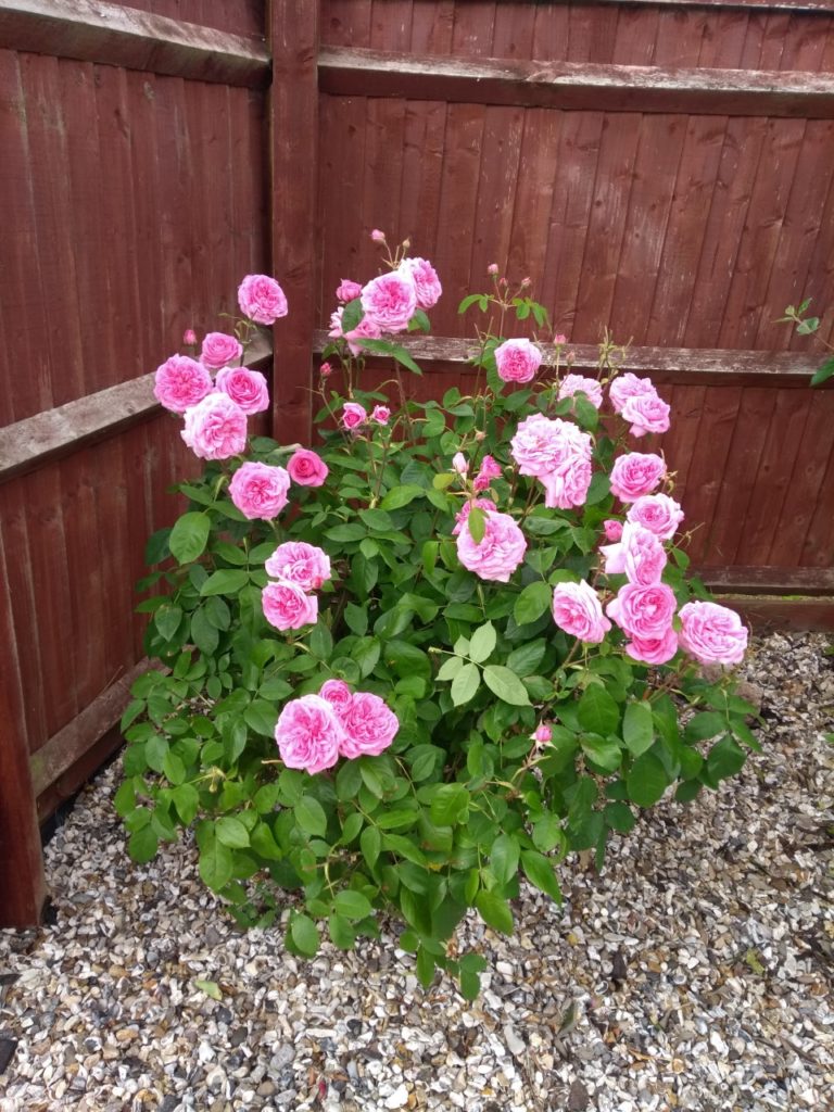 Pink roses against a fence