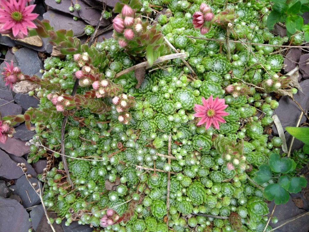 Pink and green plants