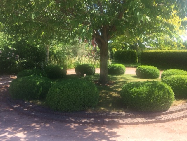 A tree surrounded by green shrubs