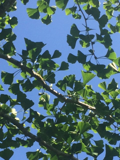 Blue sky seen through the leaves of a tree