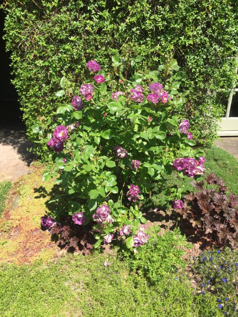 Purple flowers in from of a hedge