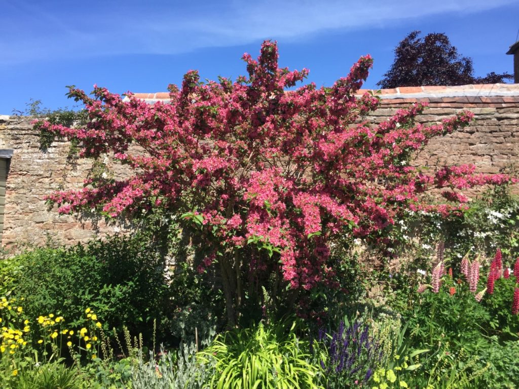 A pink shrub and lupins