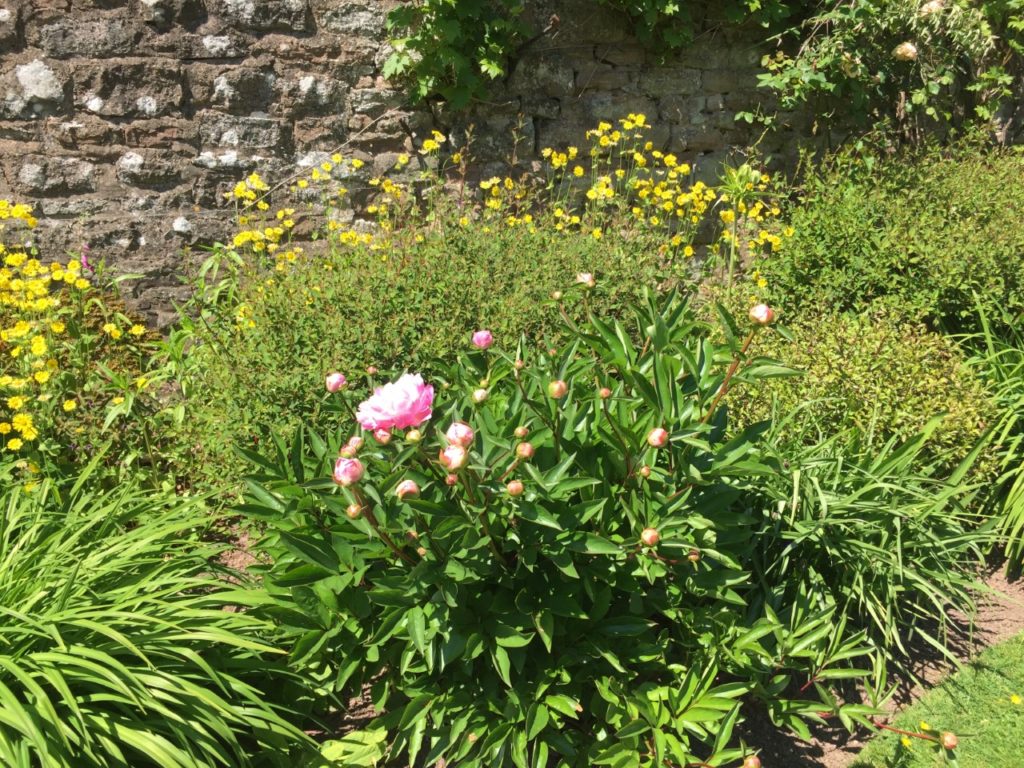 Yellow and pink flowers in front of a wall