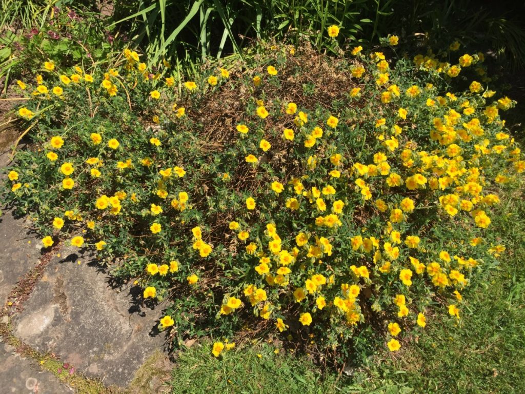 Yellow flowers