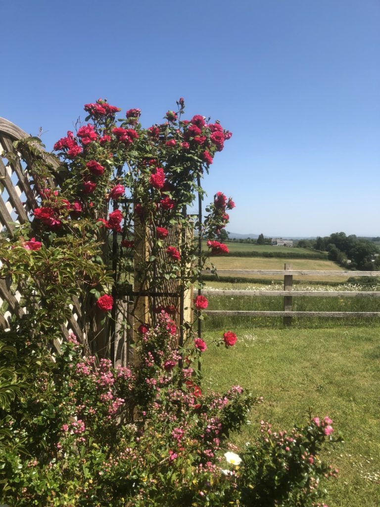 Climbing red roses in front of a field with a house in the distance