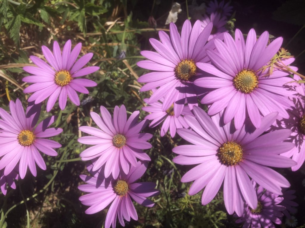 Pink daisies